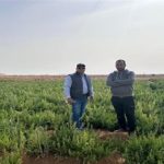 "اسأل واستشير".. مبادرة زراعية رائدة تعيد الحياة لحقول سيناء - 1 - سيناء الإخبارية