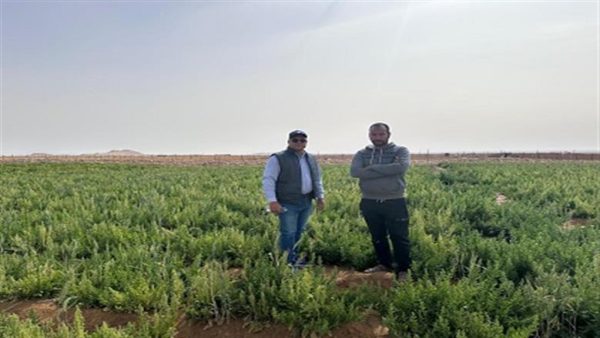 "اسأل واستشير".. مبادرة زراعية رائدة تعيد الحياة لحقول سيناء - 7 - سيناء الإخبارية