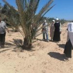 حملة زراعية لفحص نخيل العريش ومكافحة السوسة الحمراء في شمال سيناء - 1 - سيناء الإخبارية