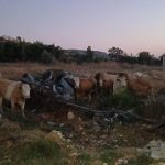 توتر ومخاوف بجنوب لبنان بعد دخول "قطيع أبقار" من الجانب الإسرائيلي - 1 - سيناء الإخبارية