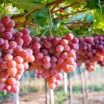 خبير تغذية: العنب "غذاء خارق" يعزز صحة القلب والدماغ ويقاوم السرطان - 1 - سيناء الإخبارية