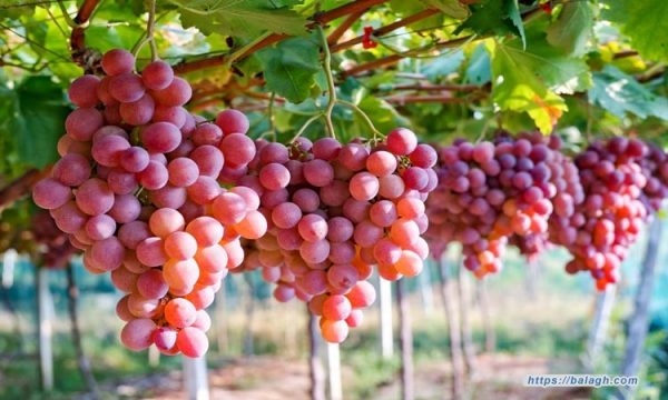 خبير تغذية: العنب "غذاء خارق" يعزز صحة القلب والدماغ ويقاوم السرطان - 1 - سيناء الإخبارية