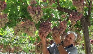 السنطة تتصدر إنتاج العنب والزبيب..وفاكهة الجنة تفيض خيرًا في قلب الغربية - 15 - سيناء الإخبارية