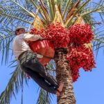 شرايين الحياة في شمال سيناء.. أرض خصبة تجمع الزراعة والثروات الطبيعية - 1 - سيناء الإخبارية