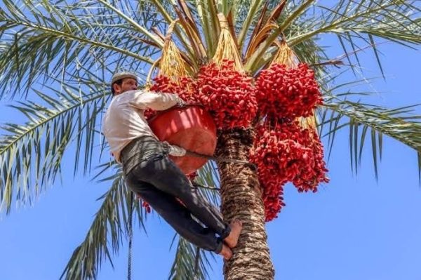 شرايين الحياة في شمال سيناء.. أرض خصبة تجمع الزراعة والثروات الطبيعية - 1 - سيناء الإخبارية