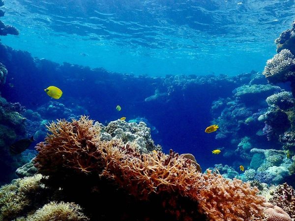 البحر المتوسط أم البحر الأحمر؟ مفاضلة السياحة بين الشواطئ المصرية - 5 - سيناء الإخبارية