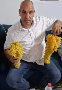 السنطة تتصدر إنتاج العنب والزبيب..وفاكهة الجنة تفيض خيرًا في قلب الغربية - 13 - سيناء الإخبارية