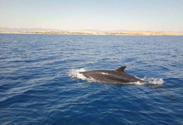 الدلافين تزين مياه البحر الأحمر.. وتحرس التنوع البيولوجي - 7 - سيناء الإخبارية
