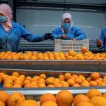 الصادرات الزراعية المصرية تتجاوز 6.8 مليون طن بزيادة ملحوظة - 1 - سيناء الإخبارية