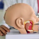 أول لسان اصطناعي في العالم.. يتذوق ويتعلم مثل البشر - 1 - سيناء الإخبارية