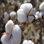 انخفاض صادرات القطن المصري 22% ونصيب القطاع الخاص 81% - 1 - سيناء الإخبارية
