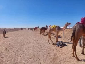 تطور رياضة الهجن في جنوب سيناء يثير اهتمام العالم - 11 - سيناء الإخبارية