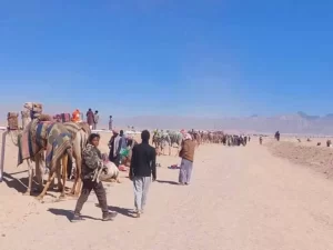 تطور رياضة الهجن في جنوب سيناء يثير اهتمام العالم - 5 - سيناء الإخبارية