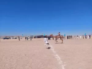 تطور رياضة الهجن في جنوب سيناء يثير اهتمام العالم - 9 - سيناء الإخبارية