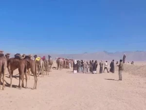 تطور رياضة الهجن في جنوب سيناء يثير اهتمام العالم - 13 - سيناء الإخبارية