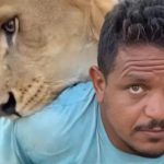 الأمن الليبي يفتح تحقيقا في واقعة أسد يهاجم عاملا مصريا داخل مزرعة  - 1 - سيناء الإخبارية