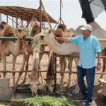ابتكار زراعي يحول الملوحة والمخلفات إلى ثروة حيوانية بجنوب سيناء - 1 - سيناء الإخبارية