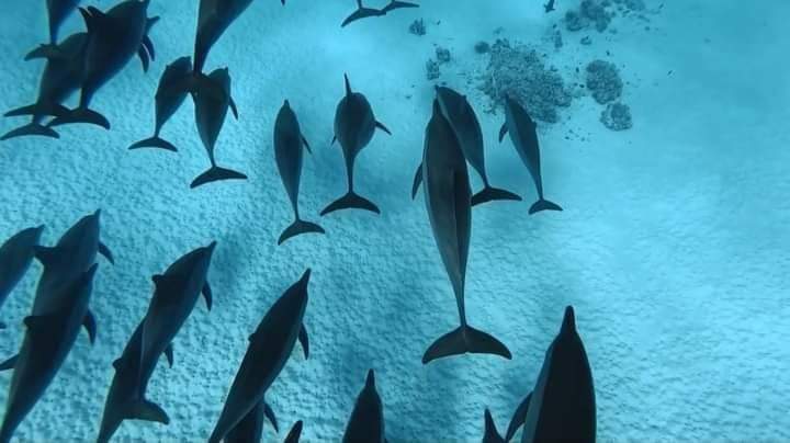 مرسى علم.. مالديف مصر وسحر الطبيعة بين أعماق البحر ورحلات الصحراء | صور - 9 - سيناء الإخبارية