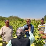 وزارة الزراعة تنجح في زراعة عباد الشمس الزيتي بسيناء لتحقيق الأمن الغذائي - 1 - سيناء الإخبارية