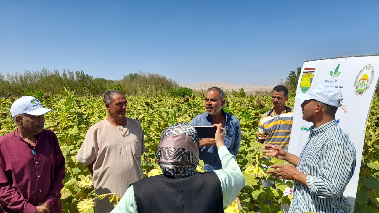 وزارة الزراعة تنجح في زراعة عباد الشمس الزيتي بسيناء لتحقيق الأمن الغذائي - 1 - سيناء الإخبارية