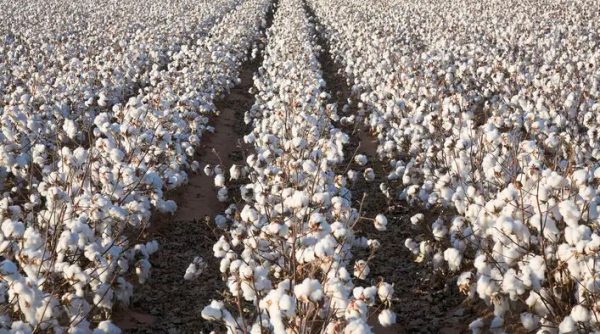 نجاح زراعة القطن المصري في الأراضي الصحراوية لأول مرة بجنوب سيناء - 1 - سيناء الإخبارية