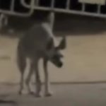 ظهور نادر للضبع السيناوي في طابا .. هل يمثل خطر على المواطنين ؟ - 1 - سيناء الإخبارية