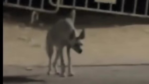 ظهور نادر للضبع السيناوي في طابا .. هل يمثل خطر على المواطنين ؟ - 5 - سيناء الإخبارية