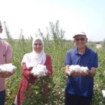  إنجاز زراعي غير مسبوق.. القطن يزهر في صحراء طور سيناء - 1 - سيناء الإخبارية