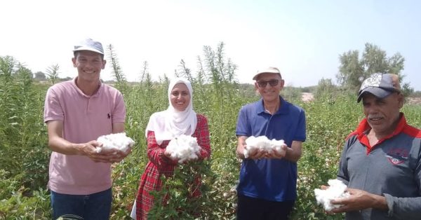  إنجاز زراعي غير مسبوق.. القطن يزهر في صحراء طور سيناء - 3 - سيناء الإخبارية