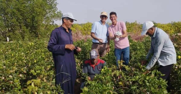  إنجاز زراعي غير مسبوق.. القطن يزهر في صحراء طور سيناء - 1 - سيناء الإخبارية