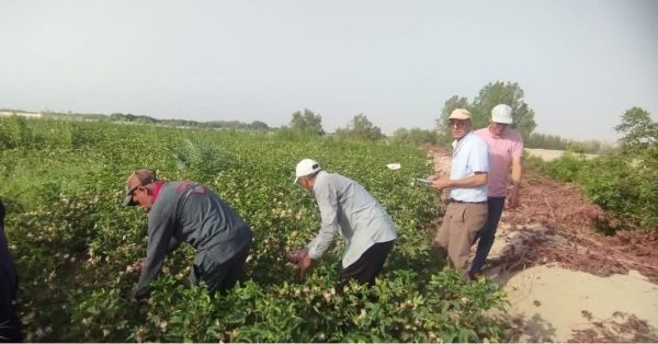  إنجاز زراعي غير مسبوق.. القطن يزهر في صحراء طور سيناء - 5 - سيناء الإخبارية