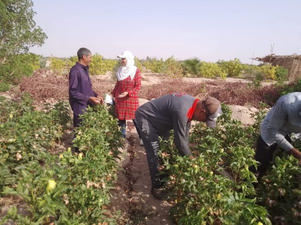  إنجاز زراعي غير مسبوق.. القطن يزهر في صحراء طور سيناء - 3 - سيناء الإخبارية