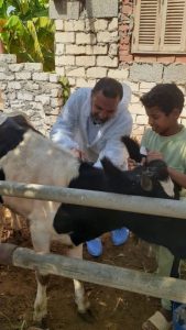شمال سيناء تتصدى لمرض الحمى القلاعية SAT1 بحملة بيطرية مكثفة - 1 - سيناء الإخبارية