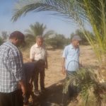 مكافحة عاجلة لسوسة النخيل الحمراء في العريش... والزراعة تحذر من إهمال الري - 1 - سيناء الإخبارية