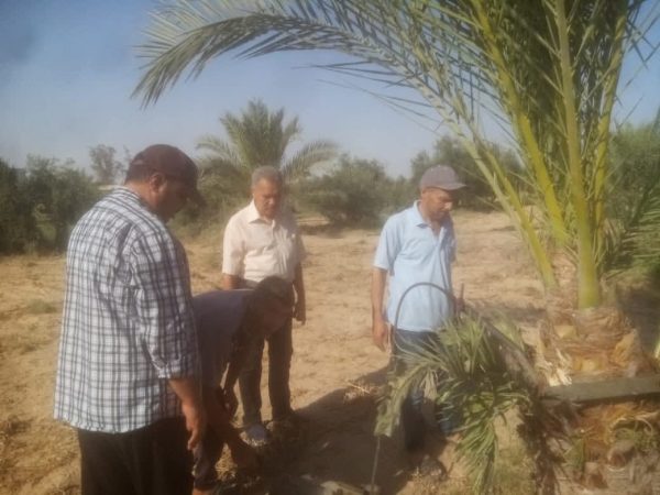 مكافحة عاجلة لسوسة النخيل الحمراء في العريش... والزراعة تحذر من إهمال الري - 1 - سيناء الإخبارية