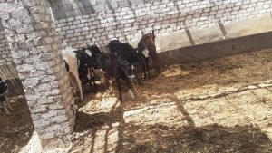شمال سيناء تطلق الحملة القومية للتحصين ضد الحمى القلاعية والأمراض الوبائية - 1 - سيناء الإخبارية