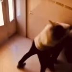 محكمة المنصورة تصدر حكمًا بالسجن 5 سنوات في قضية "سيدات المنصورة" - 1 - سيناء الإخبارية