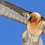 نداء الأرض.. عودة "كاسر العظام" إلى جبال الألب بعد قرن من الانقراض - 1 - سيناء الإخبارية