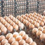 نائب رئيس اتحاد منتجي الدواجن: سعر البيض الحالي طبيعي وسيعود للانخفاض - 1 - سيناء الإخبارية