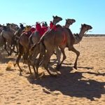 استعدادات طبية شاملة لانطلاق مهرجان سباق الهجن بالعريش - 1 - سيناء الإخبارية
