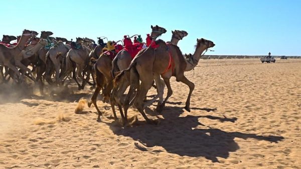 استعدادات طبية شاملة لانطلاق مهرجان سباق الهجن بالعريش - 1 - سيناء الإخبارية