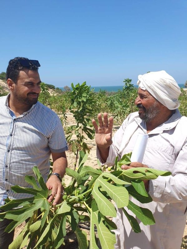 تين أبو سمور.. قصة نجاح من رحم الصعاب في سيناء - 9 - سيناء الإخبارية