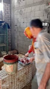 ضبط كميات دواجن ولحوم غير صالحة للاستهلاك في شمال سيناء - 3 - سيناء الإخبارية