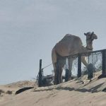 متابعة بيطرية شاملة للإبل استعدادًا لمهرجان الهجن بالعريش - 1 - سيناء الإخبارية