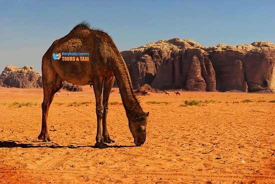 قنا.. جواهر الصعيد بين التاريخ والحضارة - 11 - سيناء الإخبارية