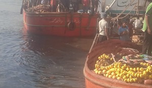 عودة رحلات الشانشولا بجنوب سيناء بعد توقف 4 أشهر - 1 - سيناء الإخبارية